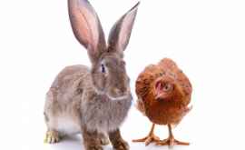 Arheologii au descoperit că vechii britanici se închinau iepurilor și găinilor ca la zeități