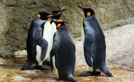 Ученым удалось записать голосовое общение пингвинов под водой ВИДЕО