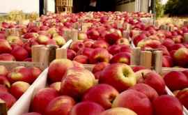 Tone de mere moldovenești interzise în Rusia