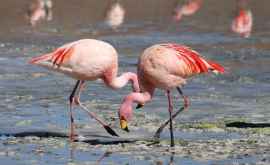Știai că păsările flamingo au prietenii care durează ani VIDEO