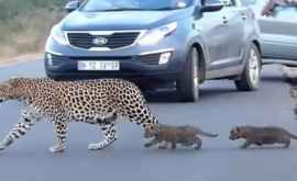 Video viral cu o mamă leopard care își învață puii să traverseze strada