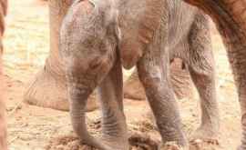 Un elefant șia adus puiul nounăscut la persoanele care iau salvat viața