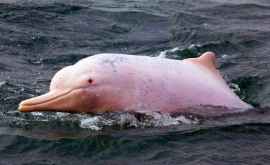 Pescarii au văzut delfini roz în Golful Thailandei