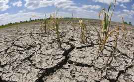 Готовится подписание соглашения между Молдовой и ФАО о техпомощи против деградации почв