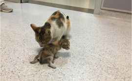 В Стамбуле кошка принесла в больницу своего котёнка и попросила помощи ФОТО