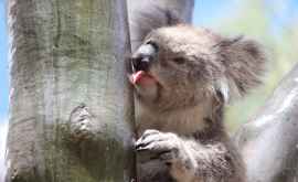 Urșii koala beau apă de pe trunchiurile copacilor