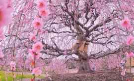 Как цветет старейшая сакура Японии