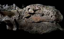 Уникальная находка ученых мумия динозавра