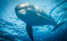 Animalele marine se adaptează de 6 ori mai repede la încălzirea globală decît cele terestre 
