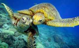 Mii de broaște țestoase înoată în Marea Barieră de Corali VIDEO