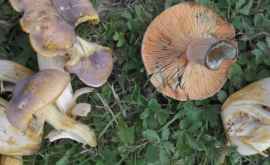 Specialiştii atenţionează asupra pericolului sporit de intoxicație cu ciuperci