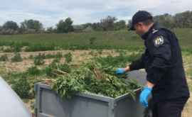 30 de ari cu plante de cînepă descoperite de polițiști la Varnița