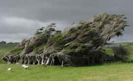 Coafura plantelor Copacii modelați de vînt din Noua Zeelandă FOTO