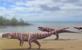 Descoperire de 120 de milioane de ani Unii strămoşi ai crocodililor mergeau în două labe