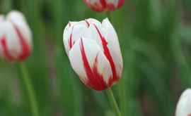 Как выглядит самый красивый тюльпан в истории ФОТО