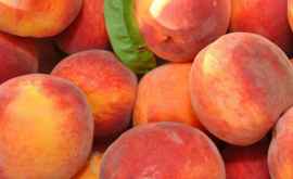 Молдавских персиков мало для экспорта