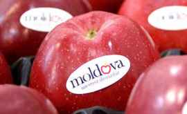 Moldova a redus exportul de mere