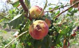В Каушанах градом уничтожены сотни тонн фруктов ФОТО ВИДЕО