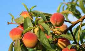 Волшебный фрукт персик чем полезен и кому противопоказан
