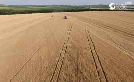 Fermierii pe cîmp A început secerișul grîului în toată țara VIDEO