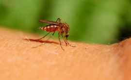 В Приднестровье выделили средства на борьбу с комарами