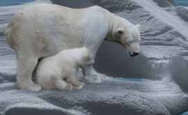 Aproape toți urșii polari ar putea muri în următorii 80 de ani