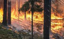 Incendii de pădure în Grecia 