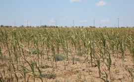 În Găgăuzia în acest an au fost adunate doar 30 din recolta planificată de cereale