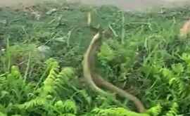 O luptă dintre doi șerpi în India surprinsă pe video