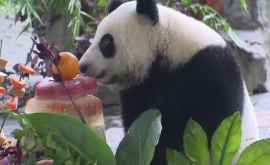 Petrecere pentru unul dintre cei mai vestiți urși panda din lume