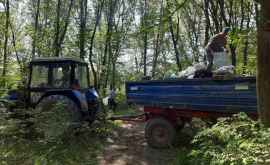 Агентство Moldsilva очищает леса страны от мусора ФОТО