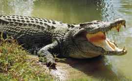Cel mai mare parc de crocodili din India are mari probleme cu bani