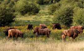 Bizoni cai sălbatici şi fluturi au luat în stăpînire o fostă bază militară sovietică VIDEO