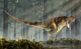 Обнаружен новый вид динозавров с очень хрупким скелетом
