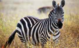 A fost propusă o nouă explicație a culorii neobișnuite a zebrelor