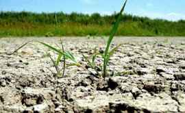 Statul va institui moratoriu asupra controalelor fiscale la producătorii agricoli afectați de secetă