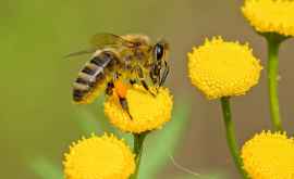 Studiu Veninul albinelor europene poate distruge celulele cancerului la sîn