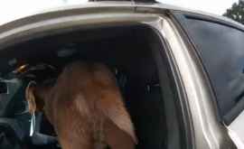 Oaspete neașteptat O capră a intrat în mașina unui polițist VIDEO