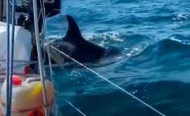 Balenele ucigașe atacă bărcile Oamenii de știință sînt nedumeriți VIDEO