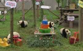 Petrecere cu tort la un centru dedicat urșilor panda din China VIDEO