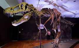 Один из самых полных скелетов тираннозавра выставят на Christies