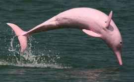Delfinii roz au revenit în apele costiere din Hong Kong VIDEO