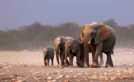 Misterul morții celor 350 de elefanți din Botswana a fost elucidat