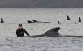 У берегов Австралии спасают застрявших на отмели китов ФОТО ВИДЕО