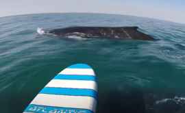Удивительное видео серфер встретился с китами ВИДЕО