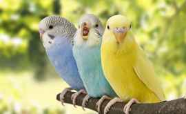 Cinci papagali au fost trimiși la izolare întrun parc zoologic pentru că înjurau vizitatorii