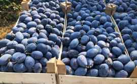 Fructele moldovenești au ajuns pe piețele europene Cîte tone de prune au fost exportate