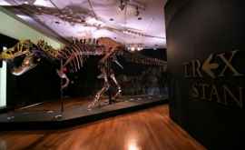 На аукционе продали скелет тираннозавра за рекордную сумму
