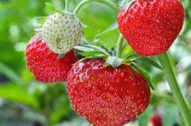 Care este perioada potrivită în care să plantezi căpșunile