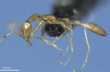 O nouă specie de furnici, denumită după un personaj din cărțile Harry Potter